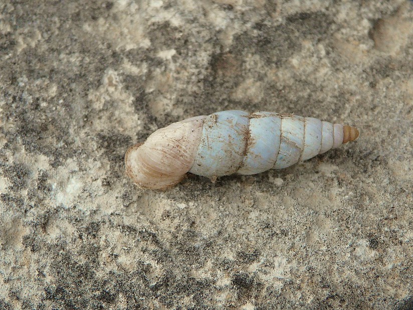 Medora macascarensis (Sowerby, 1828)